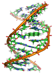 220px-Benzopyrene DNA adduct 1JDG